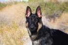 German Shepherd in the Coachella Valley-California Art Print